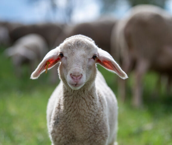 Merinolamm auf einer Weide in Baden-Württemberg