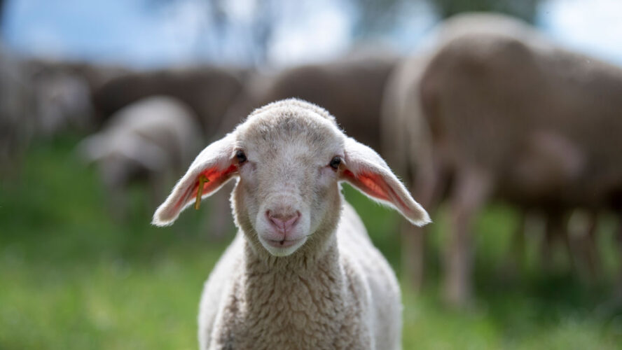 Merinolamm auf einer Weide in Baden-Württemberg