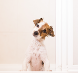 süßer kleiner Hund nass in der Badewanne Blick auf die Kamera. weißer Hintergrund