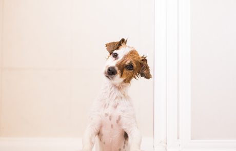 süßer kleiner Hund nass in der Badewanne Blick auf die Kamera. weißer Hintergrund
