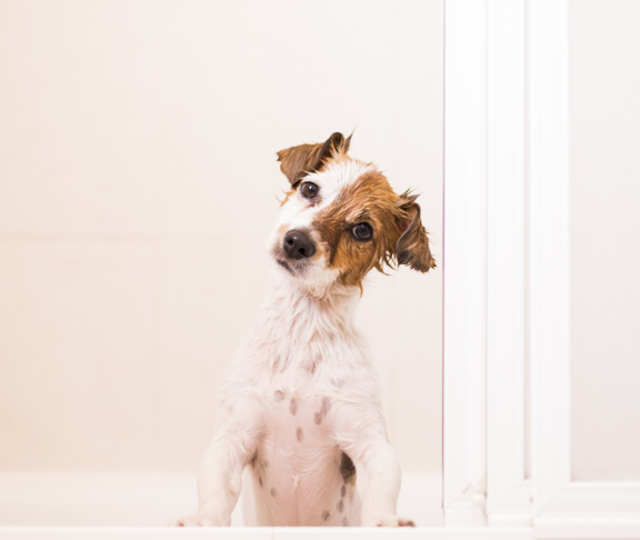 süßer kleiner Hund nass in der Badewanne Blick auf die Kamera. weißer Hintergrund