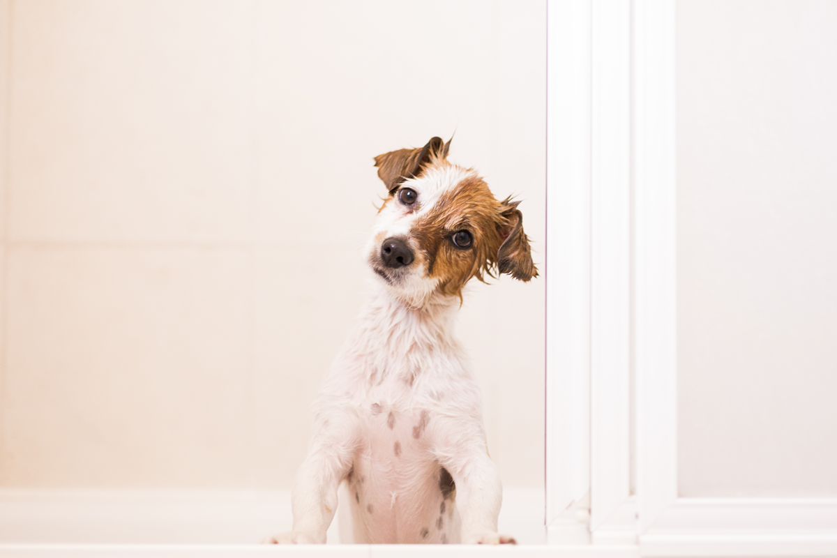 süßer kleiner Hund nass in der Badewanne Blick auf die Kamera. weißer Hintergrund