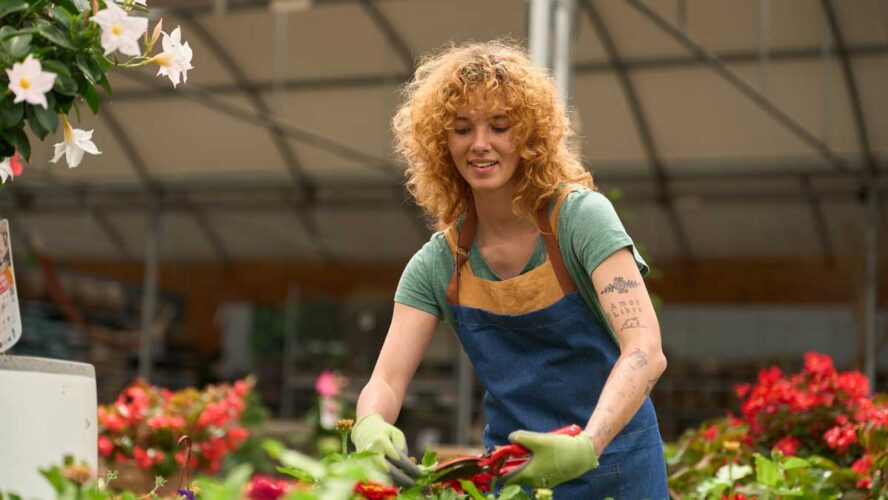 Gardener pruning flowers in greenhouse nursery