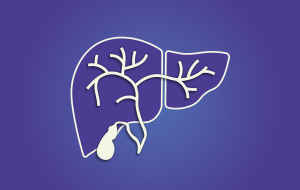Internal Organ Liver anatomy illustration with gallbladder, common bile duct, right and left hepatic ducts. Outline of concaved liver with floating gallbladder, hepatic ducts and falciform ligament.