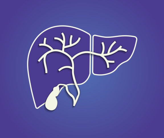 Internal Organ Liver anatomy illustration with gallbladder, common bile duct, right and left hepatic ducts. Outline of concaved liver with floating gallbladder, hepatic ducts and falciform ligament.