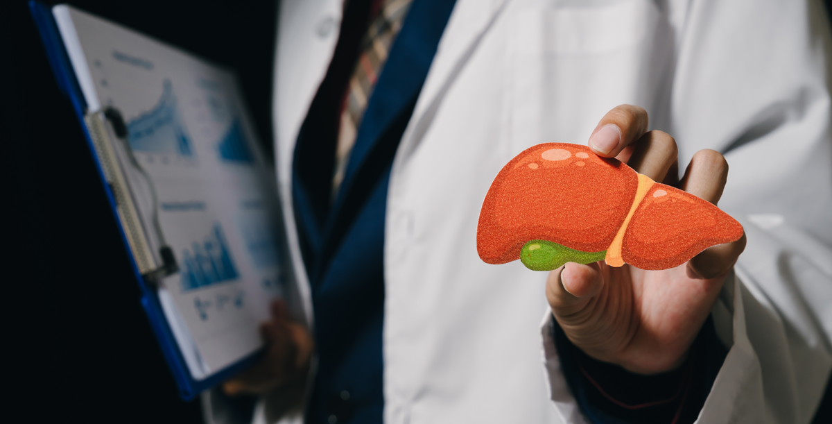 Lebermodell Arzt medizinisch professionelle Gesundheitsversorgung Anatomie Organ Mensch Körper Gesundheit Klinik Krankenhaus medizinische Tabelle Zwischenablage Gesundheitswesen Arbeiter Medizin Patientenversorgung medizinische Untersuchung intern