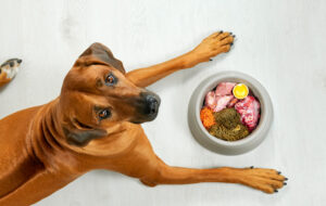 Natural dog food Hungry brown dog lying near its bowl full of meat food looking at camera, top view