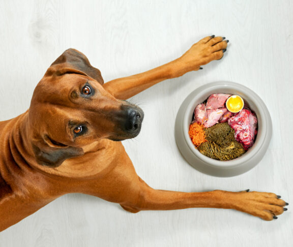 Natural dog food Hungry brown dog lying near its bowl full of meat food looking at camera, top view