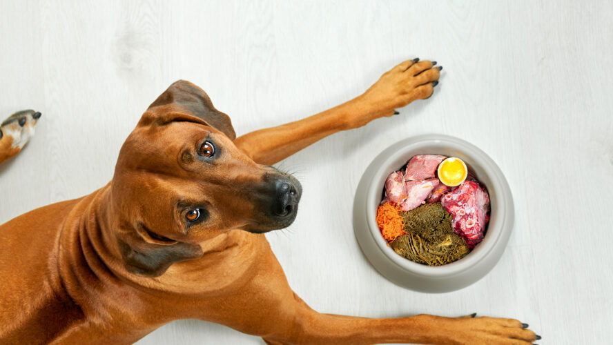 Natural dog food Hungry brown dog lying near its bowl full of meat food looking at camera, top view