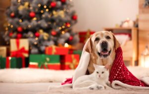 Dog and cat celebrate christmas together