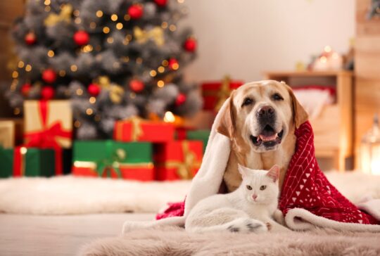 Dog and cat celebrate christmas together
