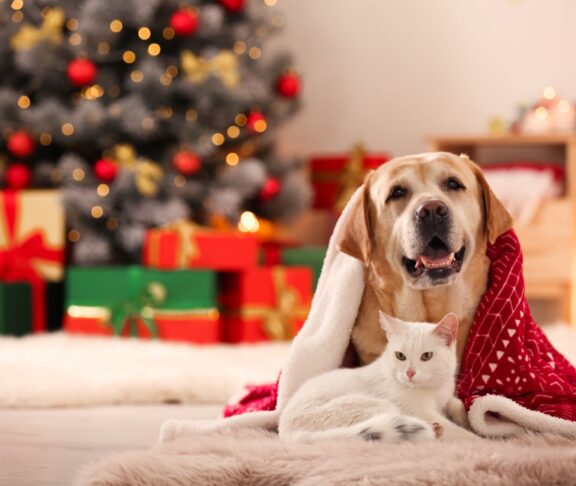 Dog and cat celebrate christmas together