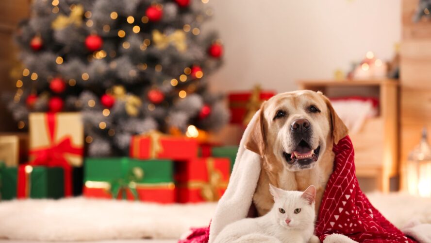 Dog and cat celebrate christmas together