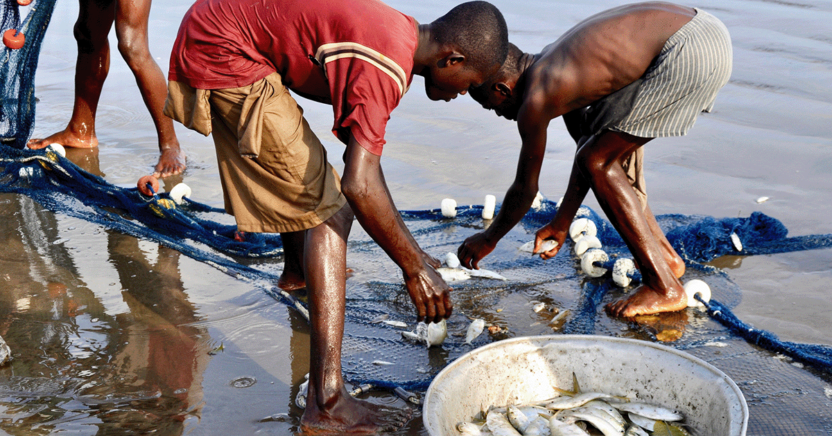 Fishermen Collecting Fish From Net At Beach