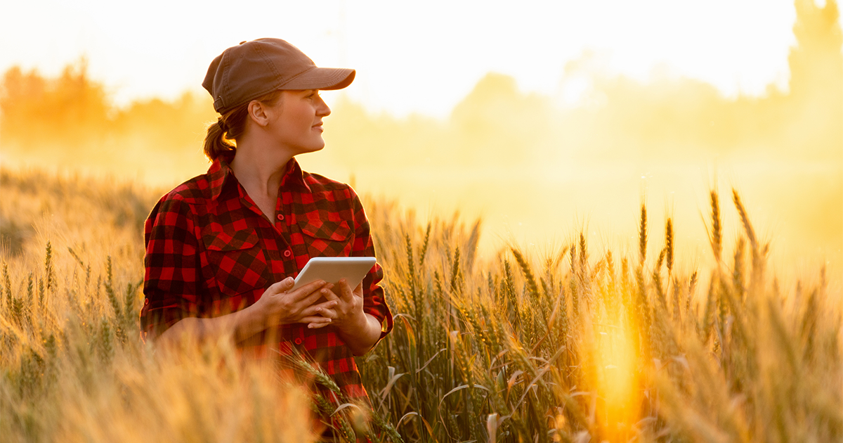 A woman farmer examines the field of cereals and sends data to the cloud from the tablet