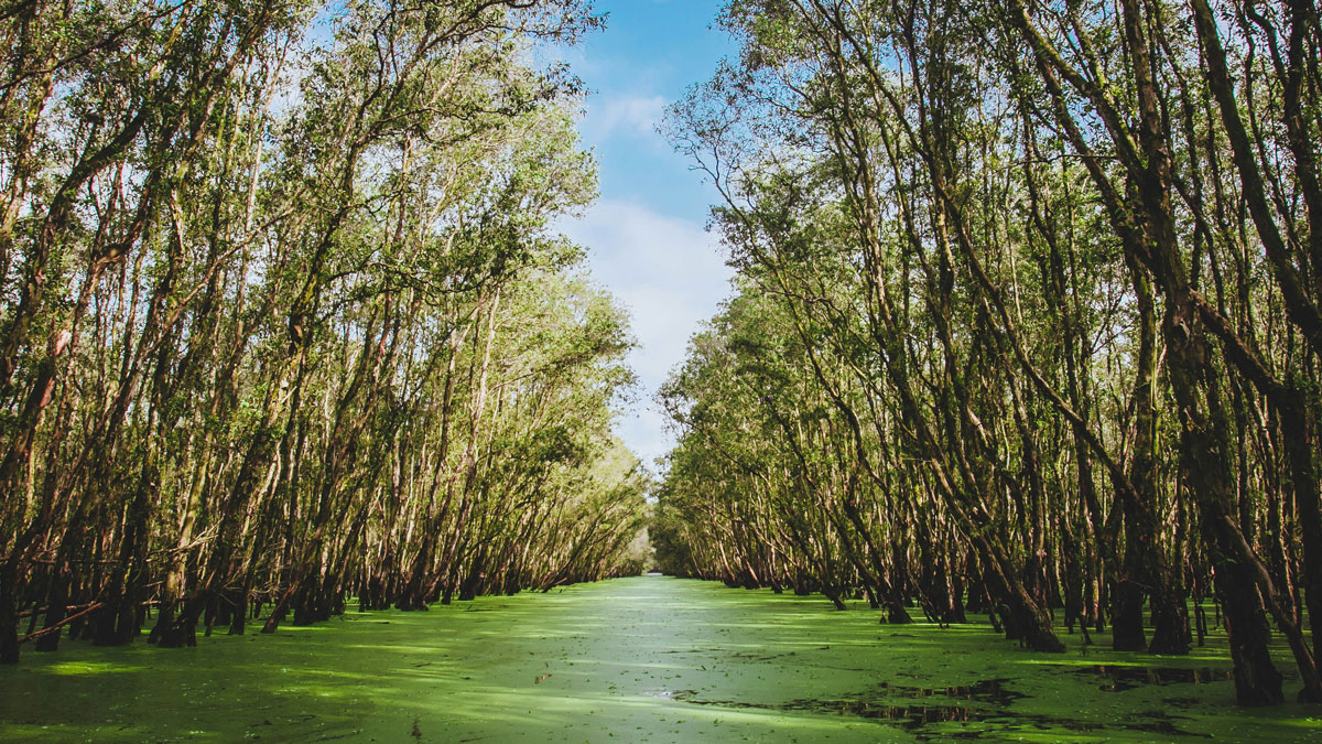 Swamp mangrove forest