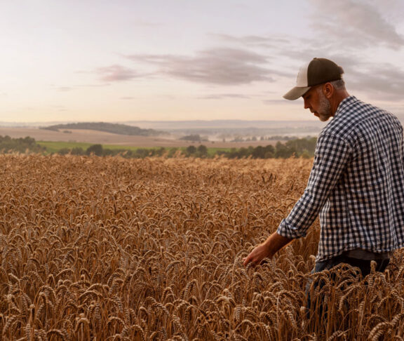 Farmer checking the quality of his wheat field at the sunset with copy space