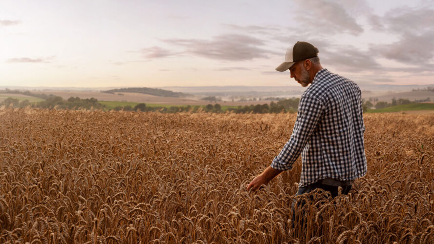Farmer checking the quality of his wheat field at the sunset with copy space