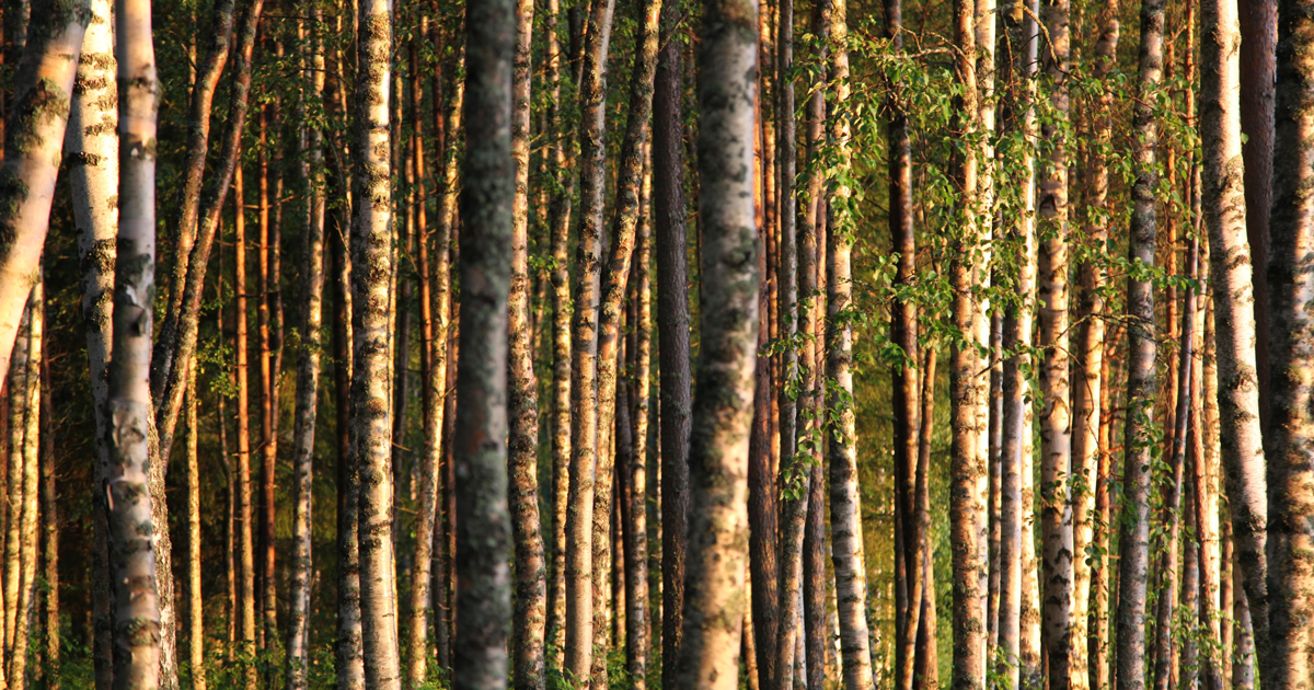 metsäteollisuus