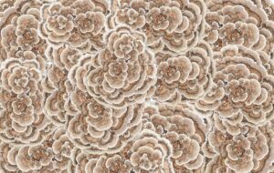 photo turkey tail mushroom collage