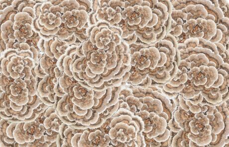 photo turkey tail mushroom collage