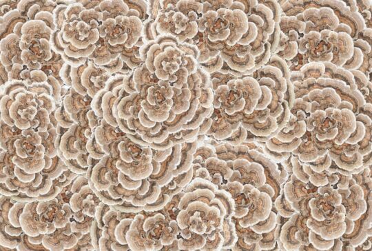 photo turkey tail mushroom collage