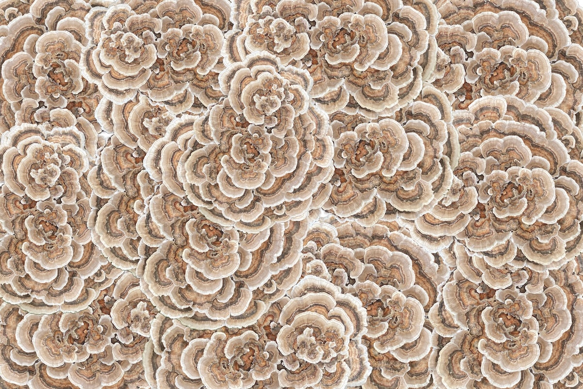 photo turkey tail mushroom collage