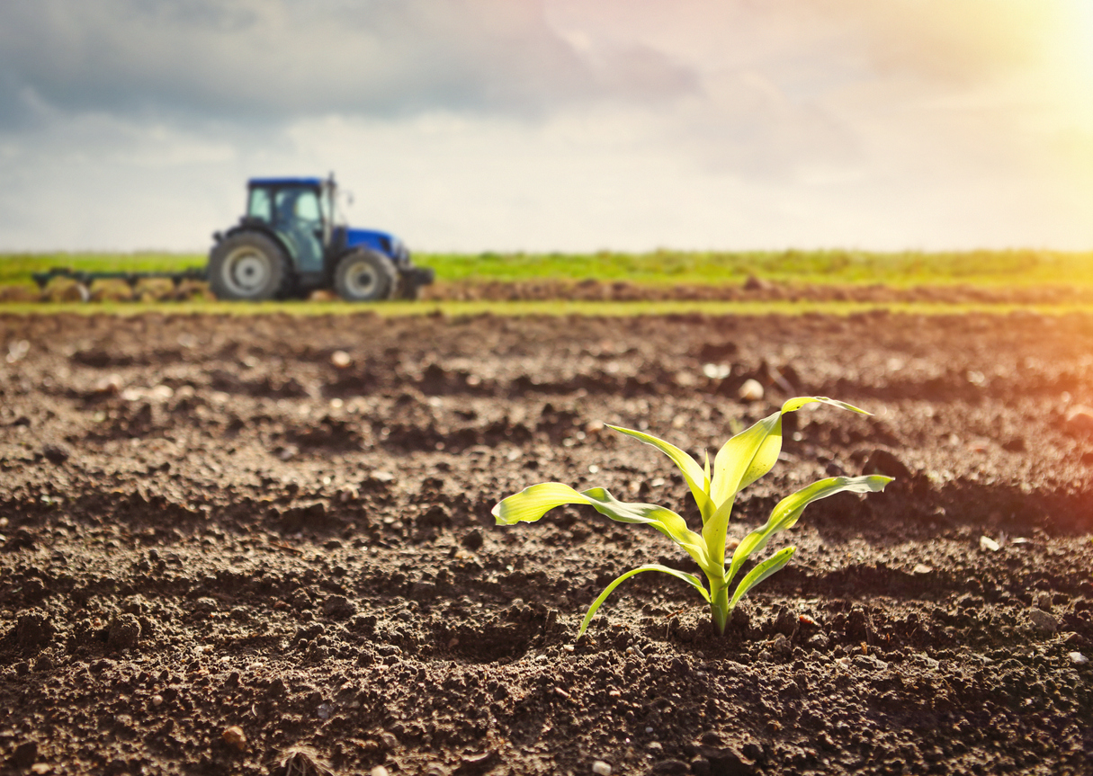 Detail of growing maize crop and tractor working on the field