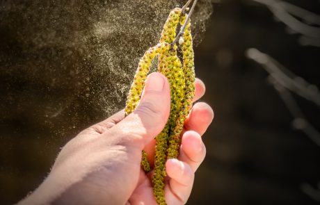 Horizontal close-up picture of cloud of pollen grain from birch tree catkin, flying in the air in spring season for the pollination process. Photography with a human hand shaking and rubbing catkin to scatter the pollen grains. Catkins on branch are shaken by the wind, which disperses the pollen from the tree all over the air.