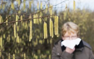 Allergy - haselnut blossom - Hay Fever