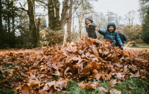 A group of children runs excitedly to jump into a pile of raked up maple leaves. A beautiful sunny day in the Pacific Northwest, Washington, United States.