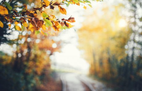 Autumn background with colorful branches and defocused path through forest.