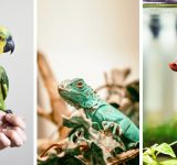 allergiavapaa-hypoallerginen-lemmikki-elain-allergiaperhe-paras-lemmikki