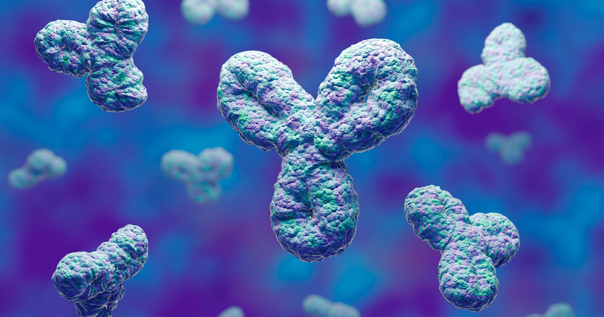Human antibodies, immunoglobulin proteins, Immune system