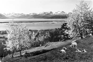 Utsyn frå Rekneslia, der Nesje bygde småbruket sitt. Foto: Birkeland/Romsdalsmuseets fotoarkiv.