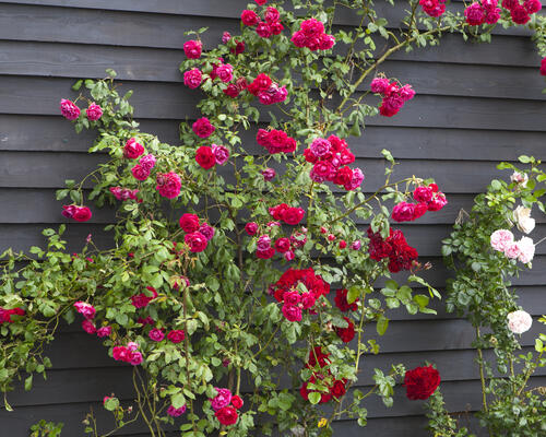 Gormsvej 3-5-7-11-15, Voel