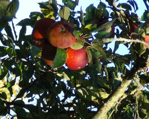 3 værelses lejlighed i Roslev