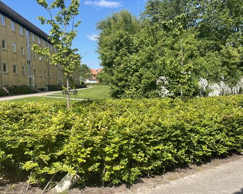 3 værelses lejlighed i Viborg