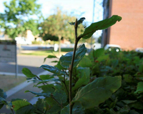 2 værelses lejlighed i Herning