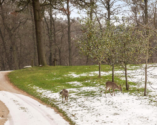 5 værelses hus i Hørsholm