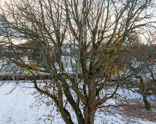 3 værelses hus i Frederikshavn