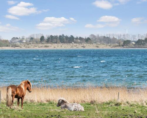 4 værelses lejlighed i Nykøbing Sjælland