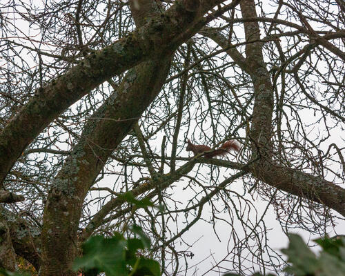 5 værelses hus i Valby