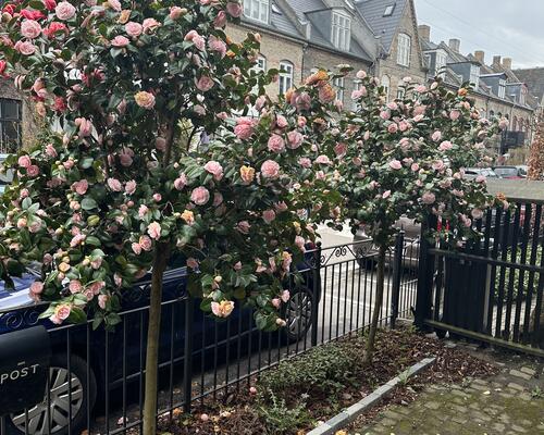 6 værelses hus i København Ø