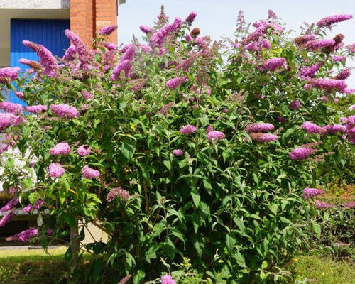 3 værelses lejlighed i Esbjerg Ø