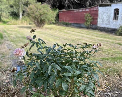 3 værelses lejlighed i Aalestrup