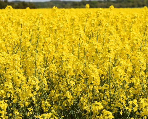 3 værelses hus i Nykøbing Mors