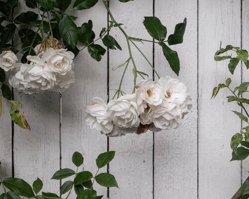 Eksklusivt rækkehus i de ikoniske Kartoffelrækker | København Ø