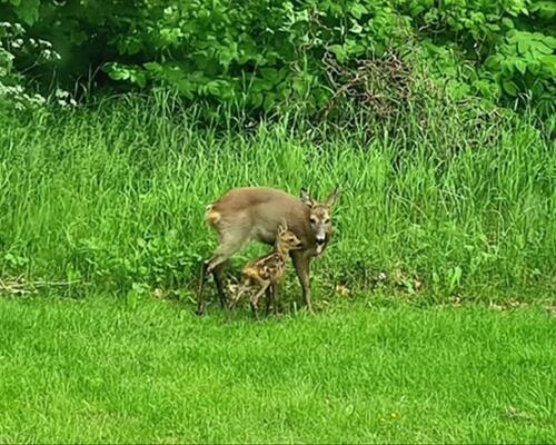 12 værelses hus i Egtved
