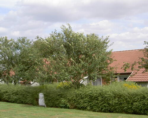 2 værelses lejlighed i Roslev